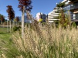 Daylight samples, main camera (1x), 24MP - f/1.8, ISO 80, 1/4167s - Apple Iphone 17 Pro Max review