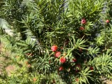 Daylight samples, main camera (1x), 24MP - f/1.8, ISO 80, 1/1192s - Apple Iphone 17 Pro Max review