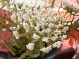 Apple iPhone 17: 12MP ultrawide camera macro samples - f/2.2, ISO 800, 1/60s - Apple iPhone 17 review