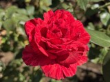 Closeup samples, main camera (2x), Photo mode - f/1.8, ISO 64, 1/1980s - Apple Iphone 17 Pro Max review