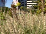 Closeup samples, main camera (2x), Photo mode - f/1.8, ISO 64, 1/5208s - Apple Iphone 17 Pro Max review