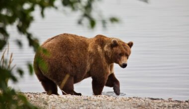It's Fat Bear Week 2025! How to watch the livestreams and vote.