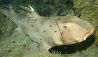 Unique horn shark makes a home in La Jolla waters – San Diego Union-Tribune