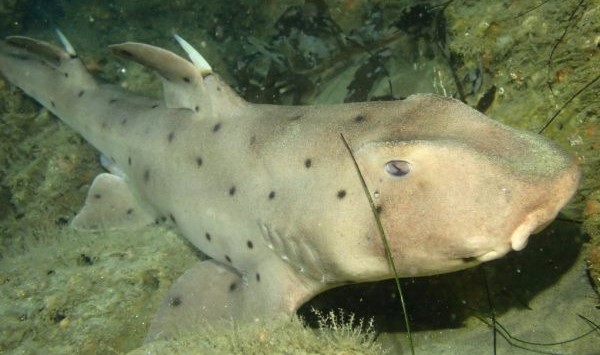 Unique horn shark makes a home in La Jolla waters – San Diego Union-Tribune