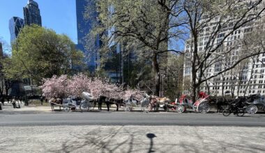 Runaway Central Park Carriage Horse Escapes Handler as Passengers Jump to Safety: See Video