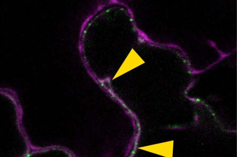 How do plants coordinate flowering with light and temperature conditions?