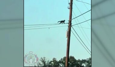 Capuchin monkey on the loose in Troutman – WSOC TV