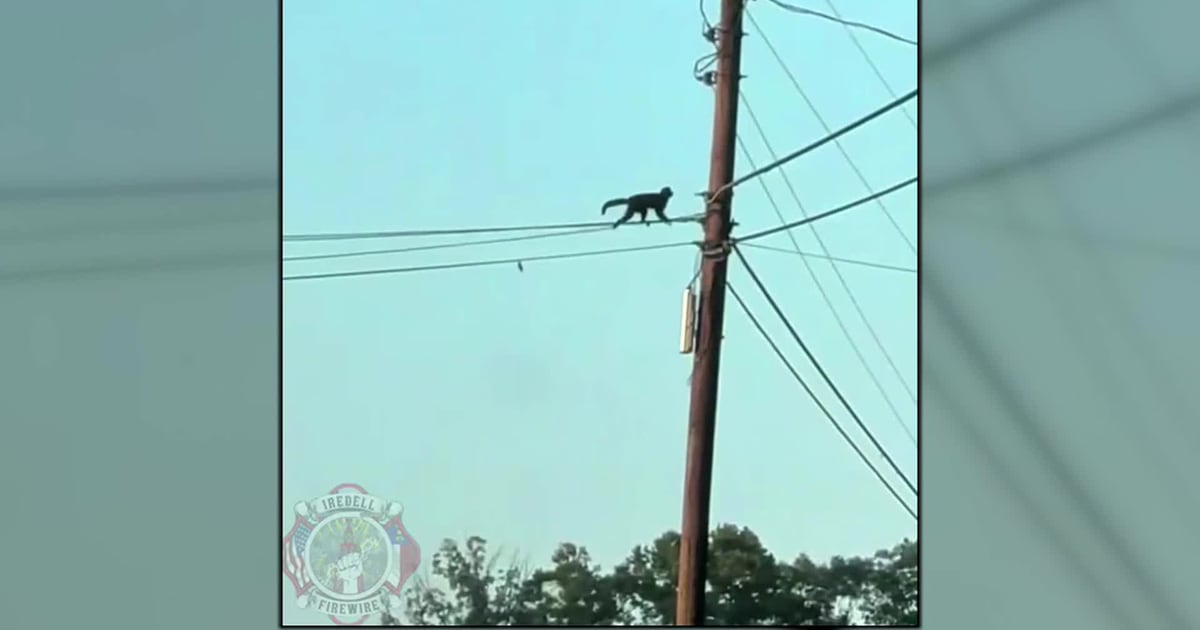 Capuchin monkey on the loose in Troutman – WSOC TV