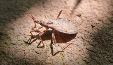 CDC classifies ‘kissing bug’ disease endemic in U.S. – WHIO TV 7 and WHIO Radio