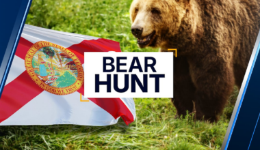 Florida bear hunt applications open – Action News Jax