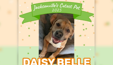 Second comic book shop dog named Jacksonville’s Cutest Pet – 104.5 WOKV