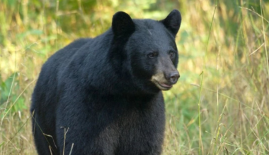 Bear shot after repeatedly charging at door, NC Wildlife says – WSOC TV
