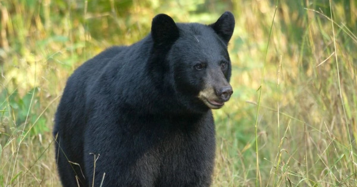 Bear shot after repeatedly charging at door, NC Wildlife says – WSOC TV