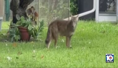Hollywood neighborhood keeping lookout as coyote sightings increase