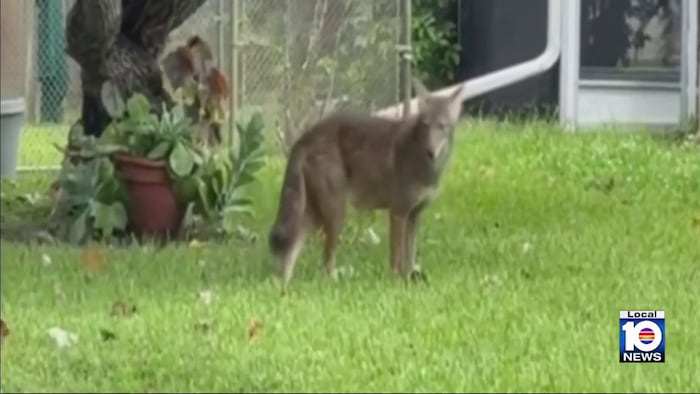 Hollywood neighborhood keeping lookout as coyote sightings increase
