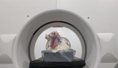 Hendrix invests to drive innovation in turkey genetics