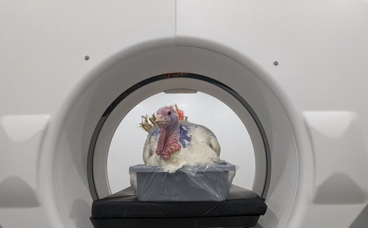 Hendrix invests to drive innovation in turkey genetics