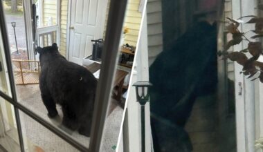 Bear breaks into Simsbury home, eats food while teen sleeps – NBC Connecticut