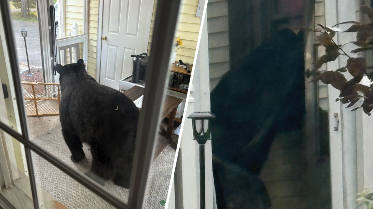 Bear breaks into Simsbury home, eats food while teen sleeps – NBC Connecticut