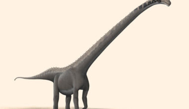 Mamenchisaurus youngi, a sister species of Huashanosaurus qini. Image credit: Steveoc 86 / CC BY-SA 2.5.