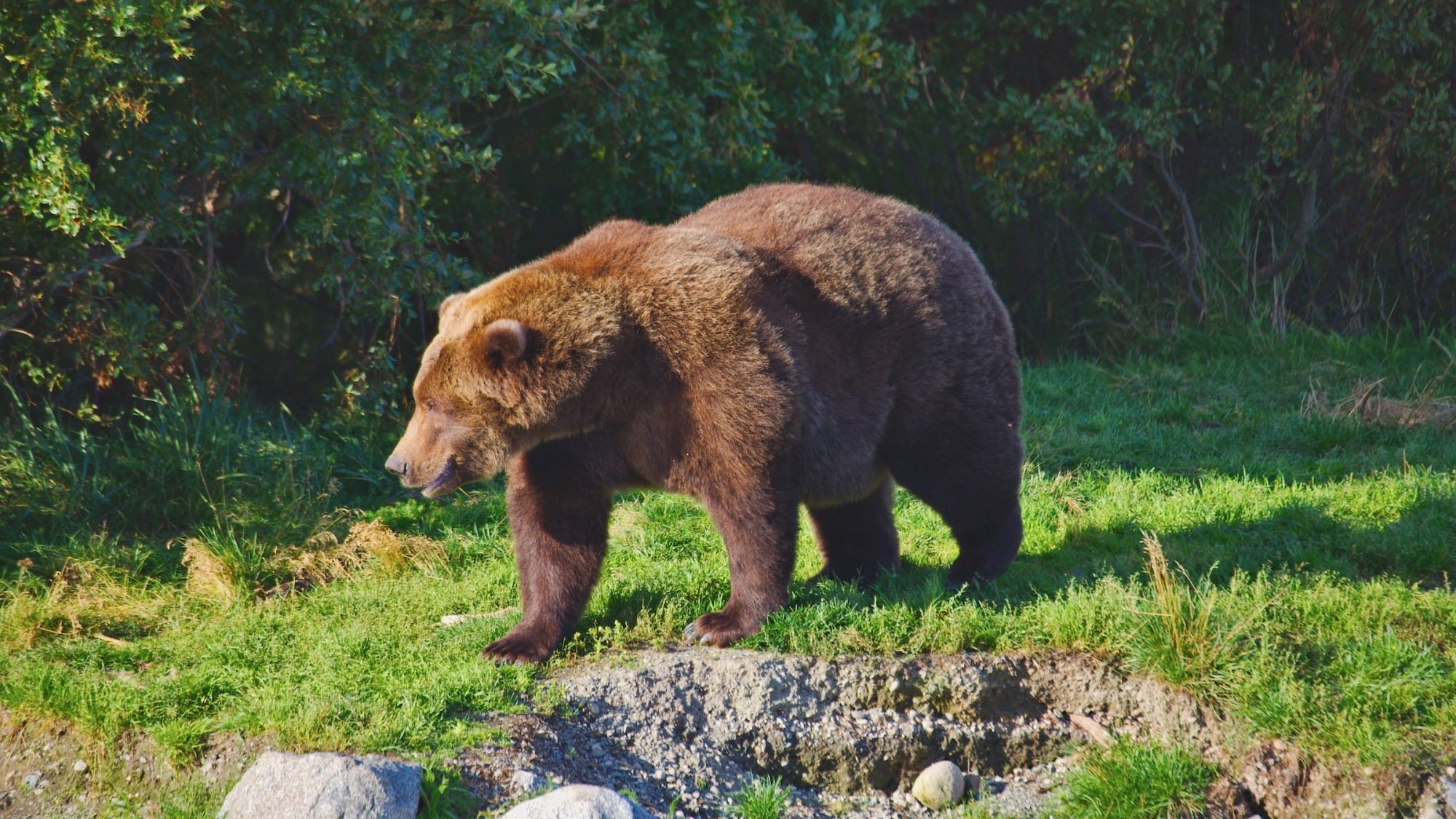 a fat bear in alaska for fat bear week 2025