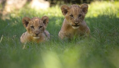 Fort Worth Zoo welcomes 2 new lion cubs; Meet Imara and Tamu