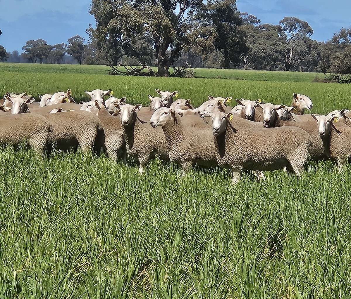Top genetics pay dividends | Cobram Courier