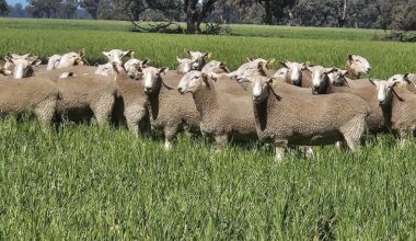 Top genetics pay dividends | Cobram Courier