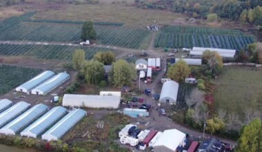 PHOTOS: Large illegal cannabis seizure in Tyendinaga