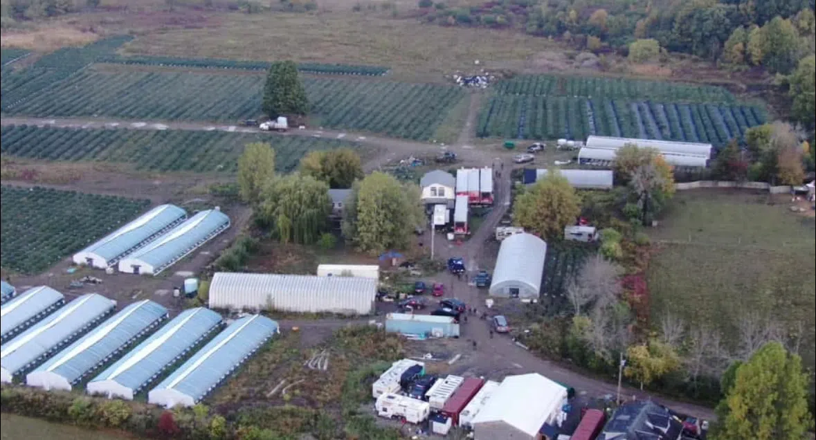 PHOTOS: Large illegal cannabis seizure in Tyendinaga