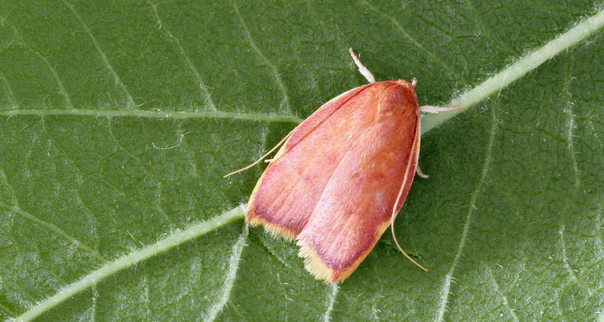 This vibrant moth fooled scientists for generations