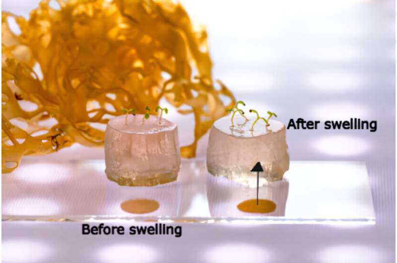 Abstract. Credit: ACS Agricultural Science & Technology (2025). DOI: 10.1021/acsagscitech.4c00723 Innovative hydrogel for soilless farming, tackling drought and pollution