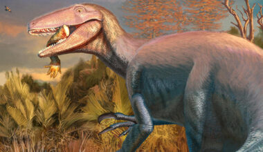 New 'Megaraptor' Species Found With Shocking Last Meal Still in Its Mouth : ScienceAlert