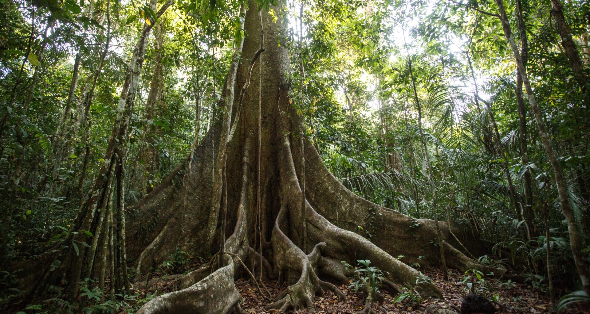 An enormous tree in the Peruvian Amazon rainforest with a thick trunk.