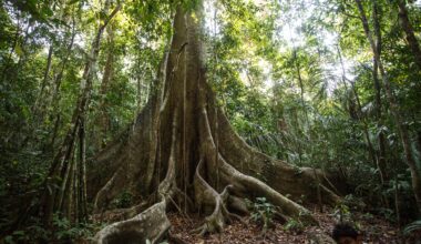 An enormous tree in the Peruvian Amazon rainforest with a thick trunk.