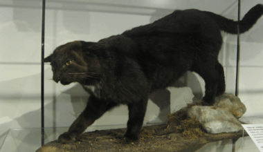 In 1986, Someone Tested The Blood Of A Kellas Cat And Discovered That These “Cryptids” Were In Fact Hybrids