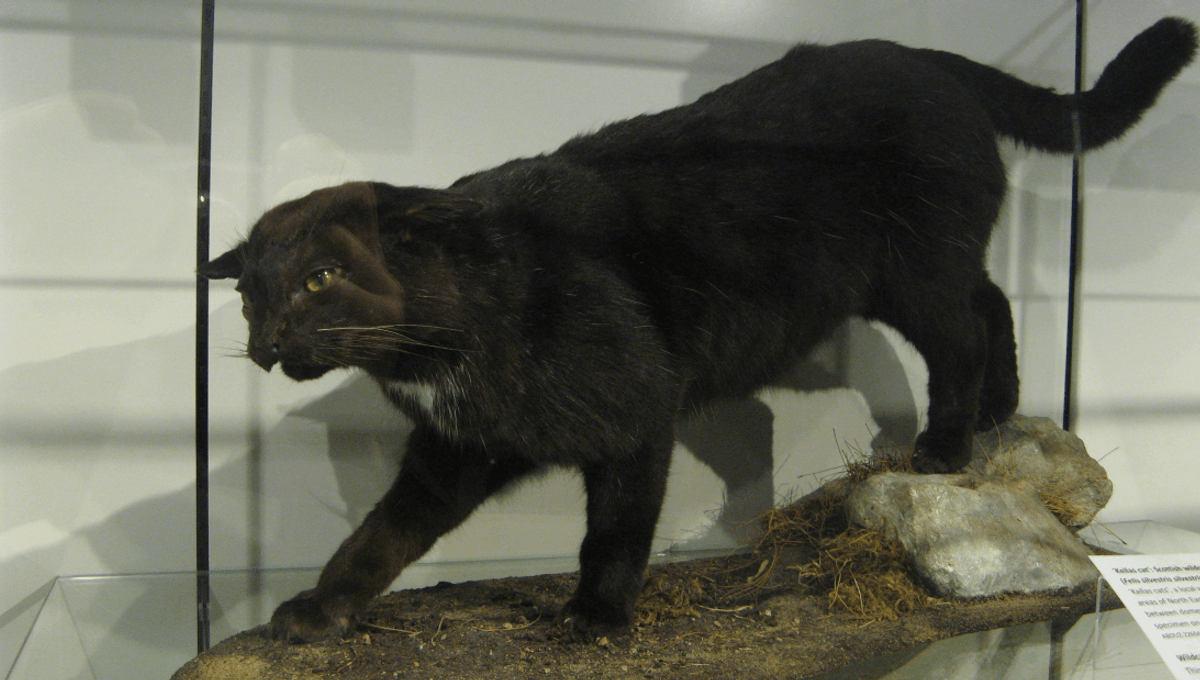 In 1986, Someone Tested The Blood Of A Kellas Cat And Discovered That These “Cryptids” Were In Fact Hybrids