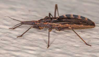 The Kissing Bug Disease Has Permanently Moved Into the U.S.