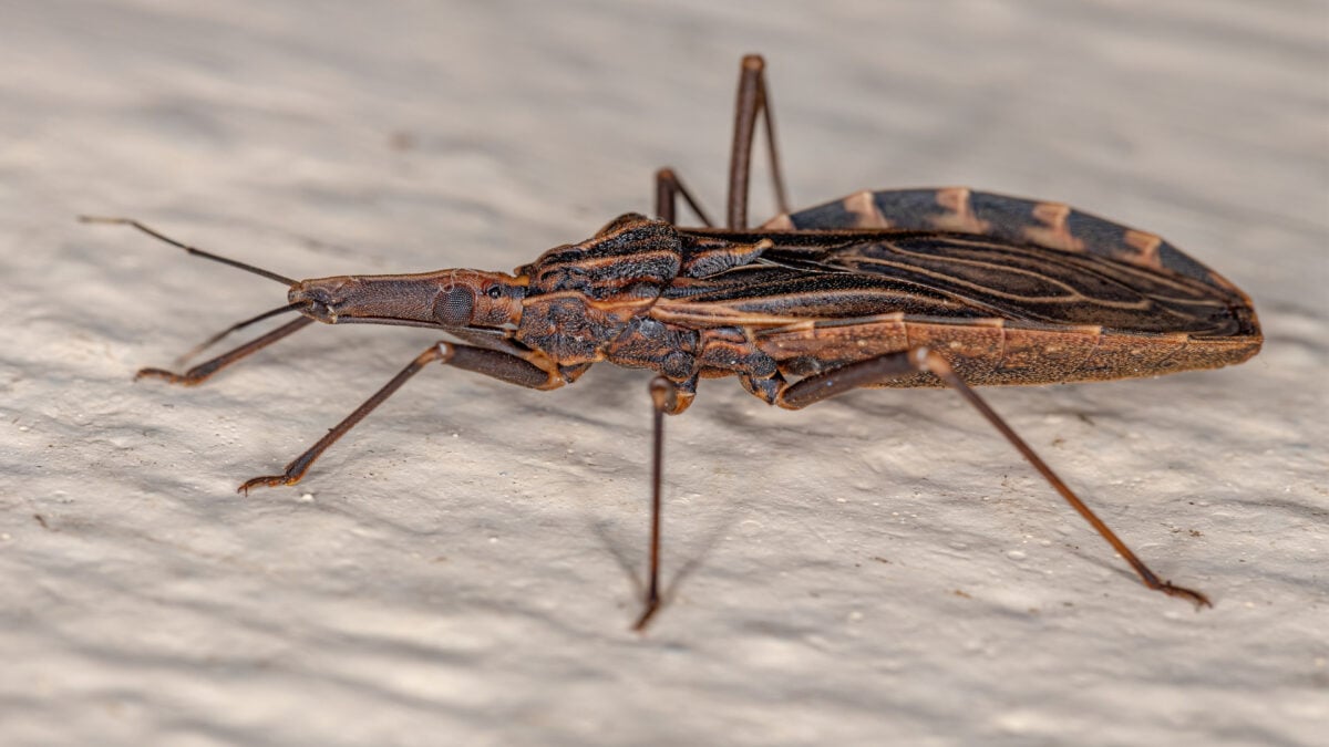 The Kissing Bug Disease Has Permanently Moved Into the U.S.
