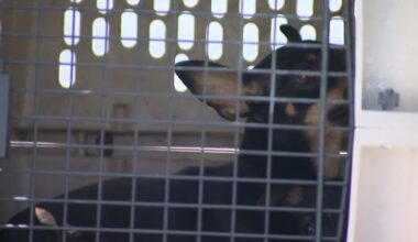 About 40 animals rescued from Lawndale home – NBC Los Angeles
