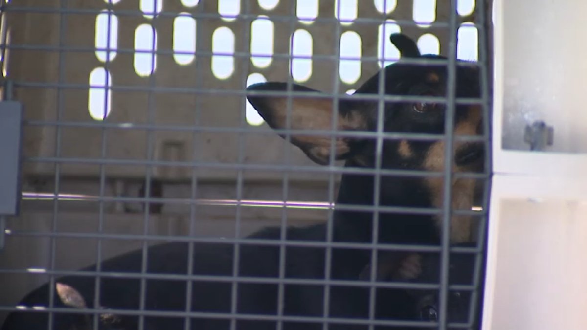 About 40 animals rescued from Lawndale home – NBC Los Angeles