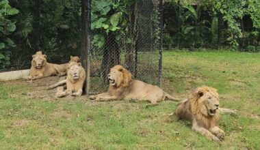 After 5 lions kill zookeeper in Thailand, scrutiny on safari park's animal treatment intensifies