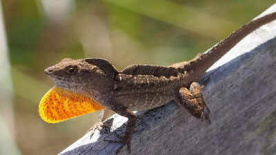Lizards carrying deadly lead levels: They should be dead, but they are surviving