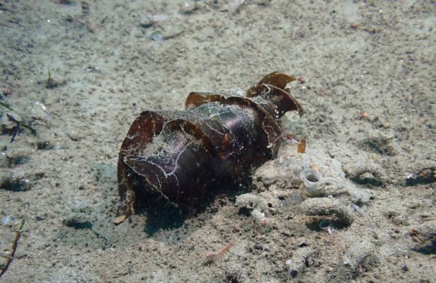 Horn shark egg casings are corkscrew-shaped and often wash to shore. (Charlotte Seid)