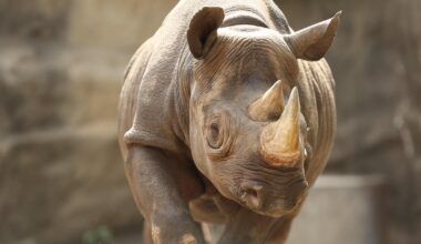 Lincoln Park Zoo announces pregnancy of endangered black rhinoceros Kapuki