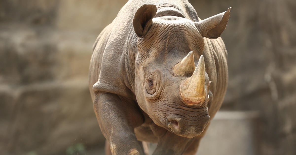 Lincoln Park Zoo announces pregnancy of endangered black rhinoceros Kapuki