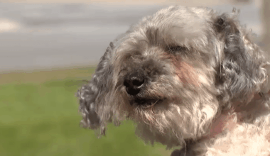 Chicago man reunites with dog that disappeared 10 years ago – NBC Chicago