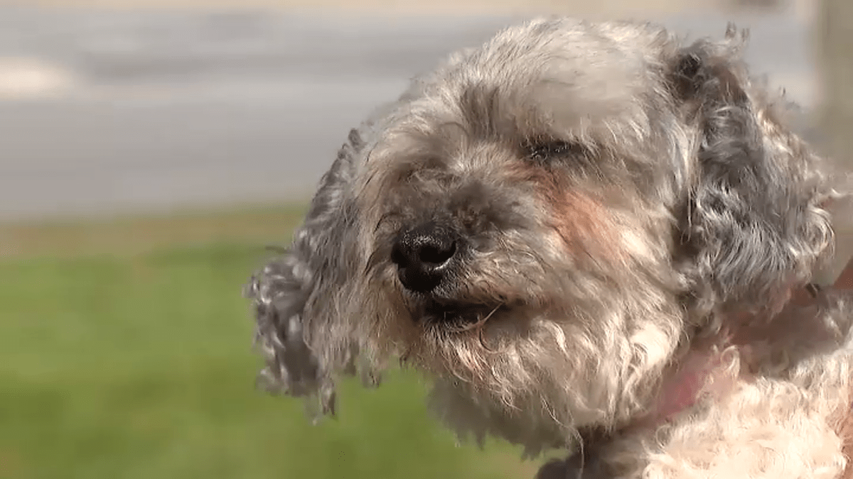 Chicago man reunites with dog that disappeared 10 years ago – NBC Chicago