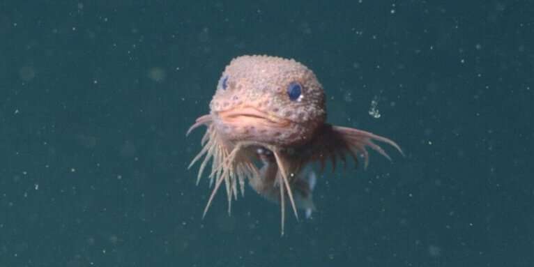 SUNY Geneseo researchers and their collaborators have described three new snailfishes, including the bumpy snailfish (Careproctus colliculi) discovered using MBARI’s remotely operated vehicle Doc Ricketts. Credit: MBARI MBARI's advanced underwater technology reveals a new species of deep-sea snailfish
