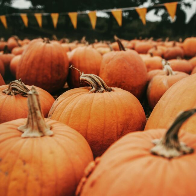 monticello fall festival jersey city october 2025
